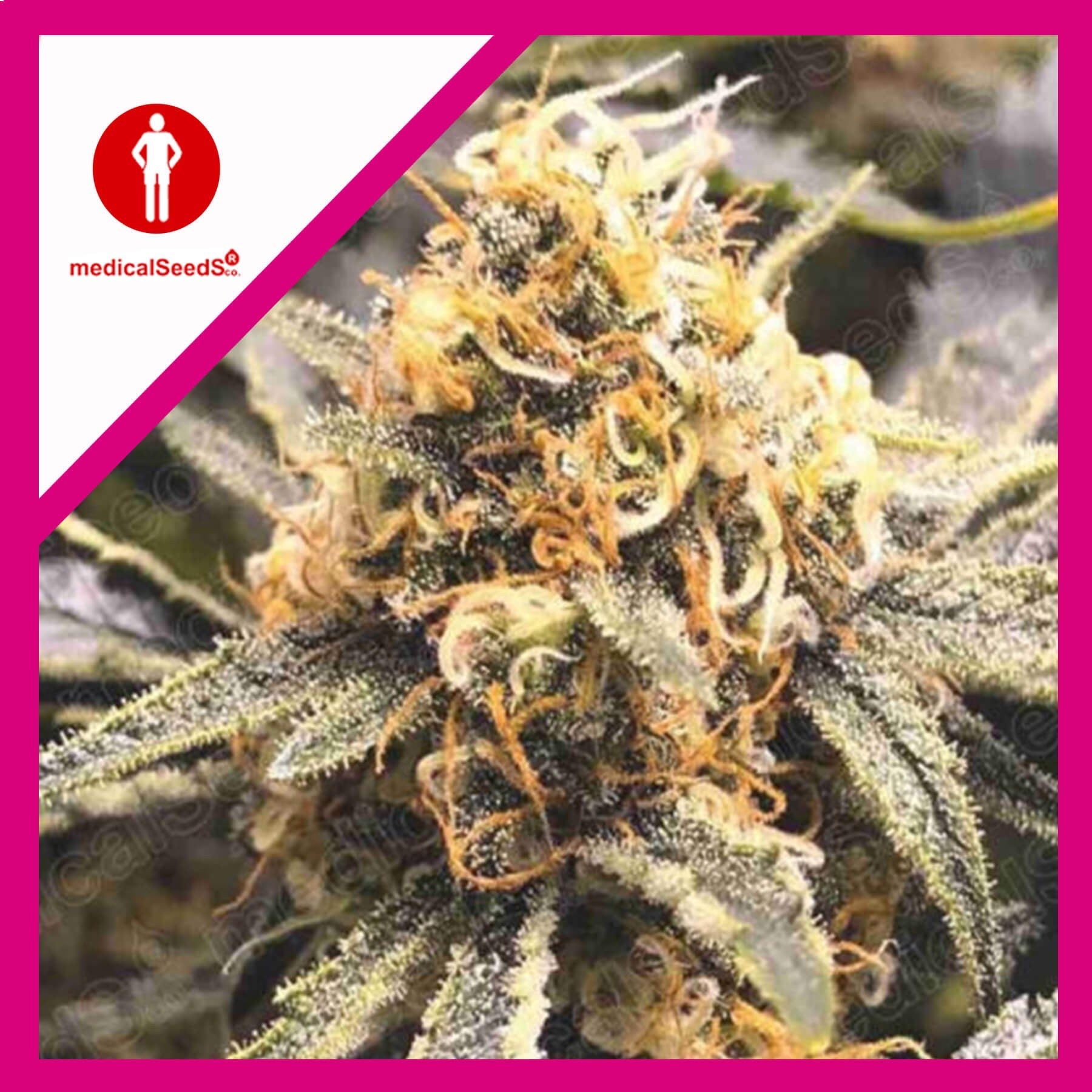 Recovery CBD Fem X3+2 - Medical Seeds