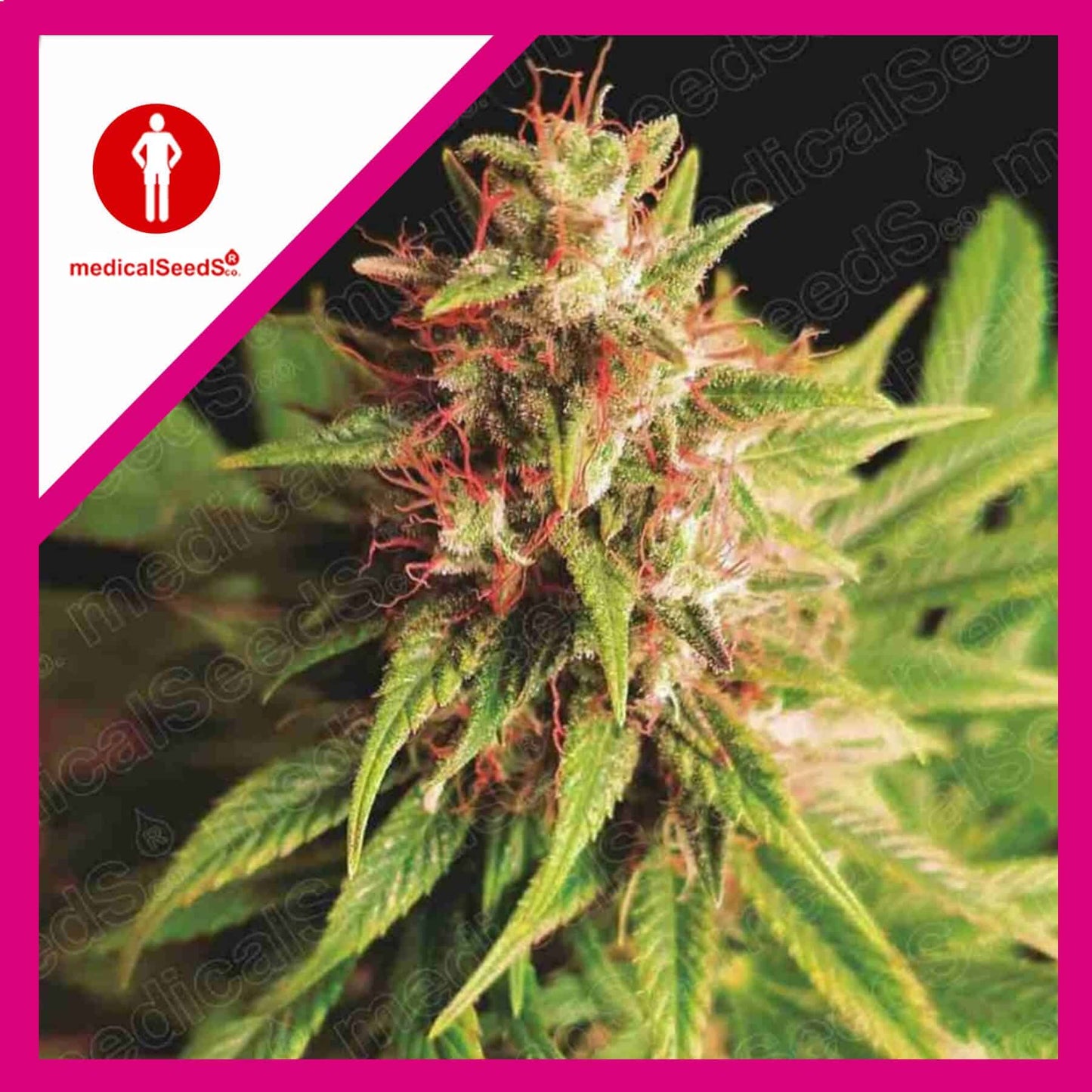 Red Cross CBD Fem X3+2 - Medical Seeds