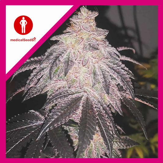 Cookies Sherbet Auto X3+2 - Medical Seeds