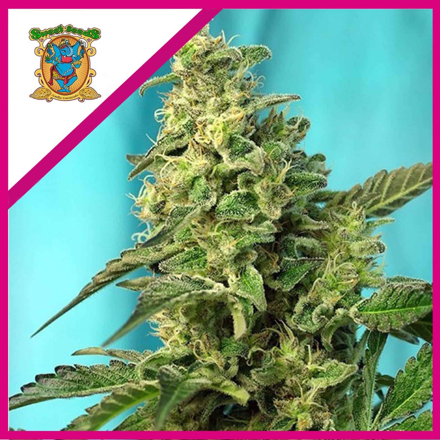 Green Poison F1 X100 - Sweet Seeds