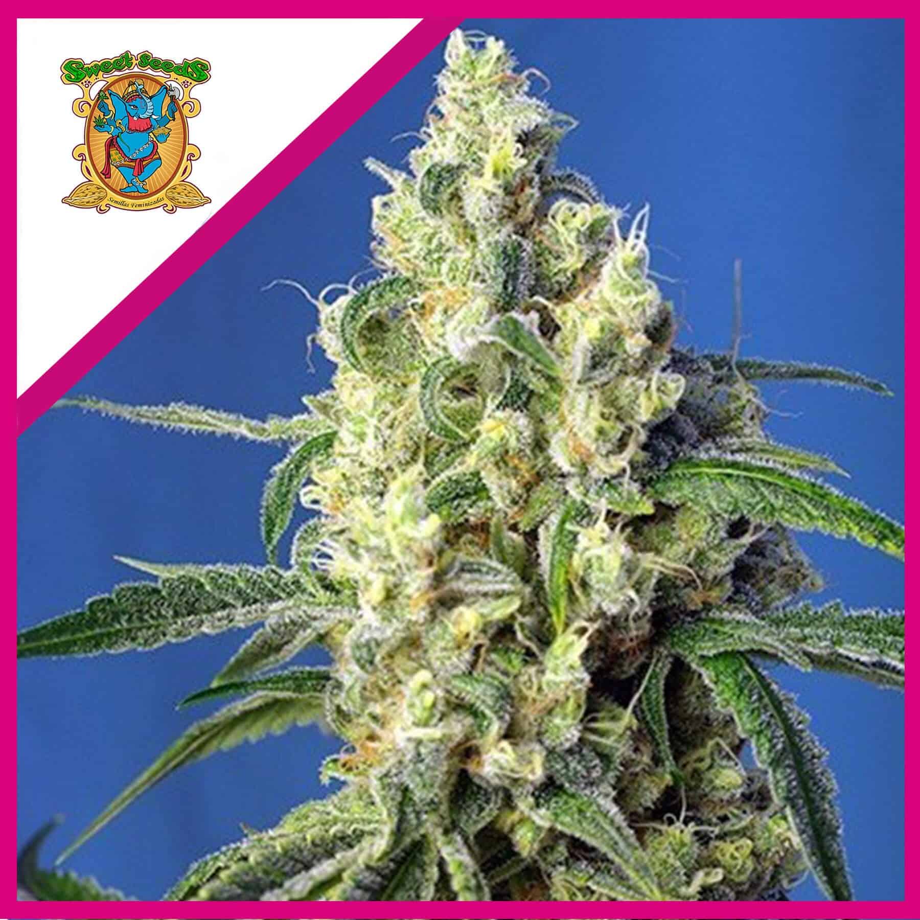 Green Poison Fem X25 - Sweet Seeds