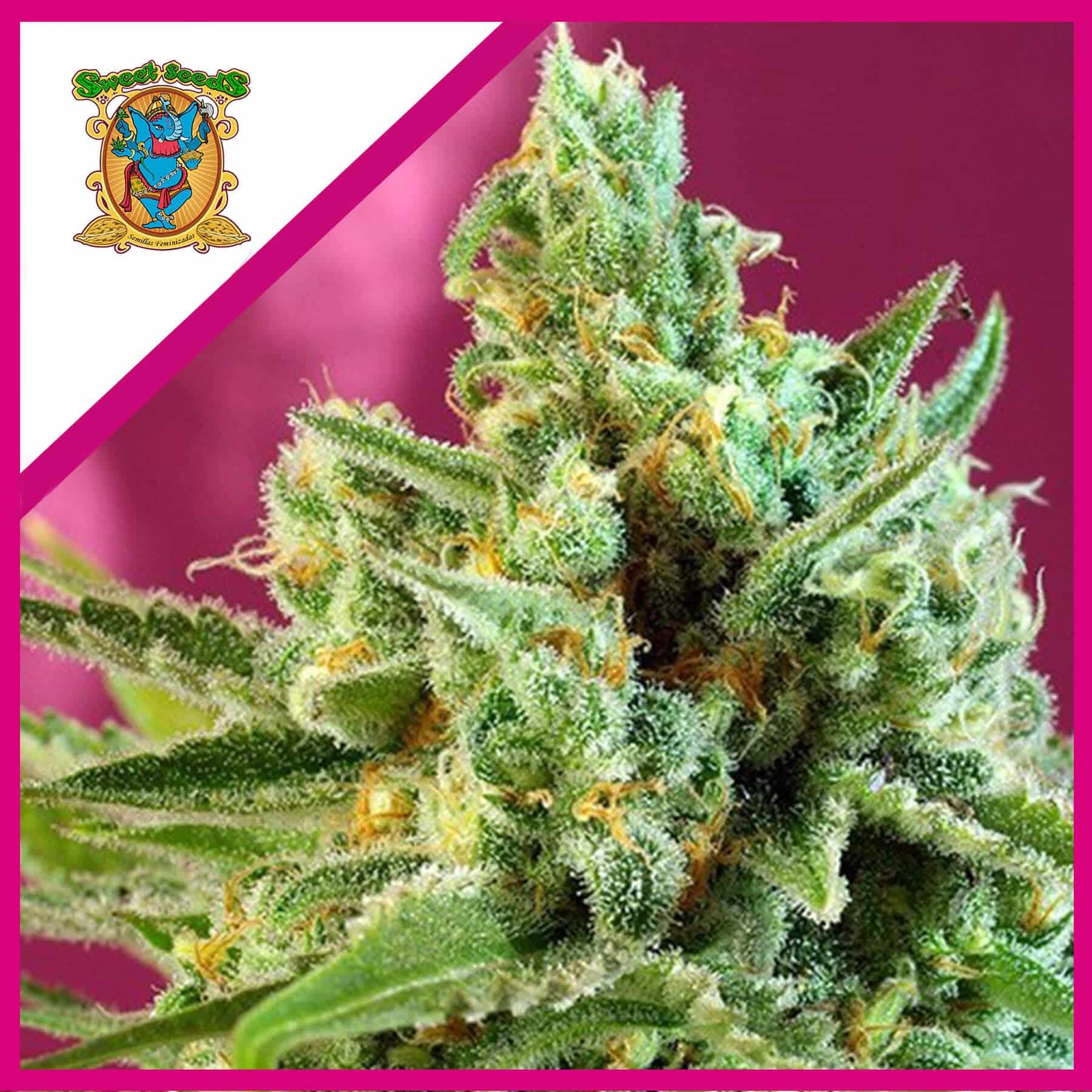 Sad F1 Fem X25 - Sweet Seeds