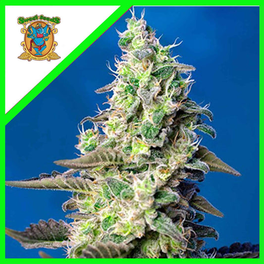 Green Poison Xl Auto X100 - Sweet Seeds