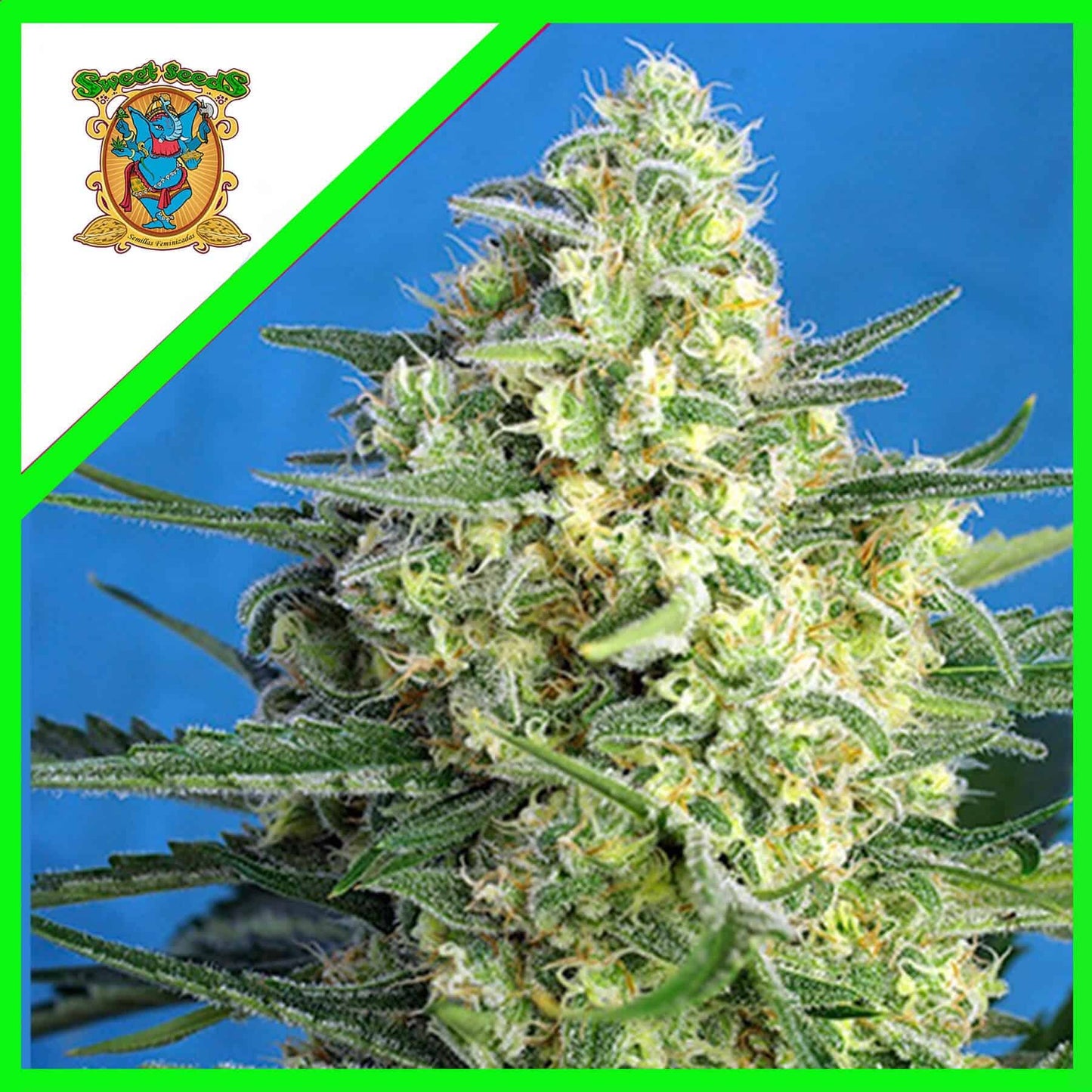 Jack 47 Xl Auto X100 - Sweet Seeds