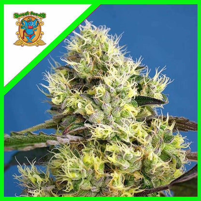 Sweet Gelato Auto X25 - Sweet Seeds