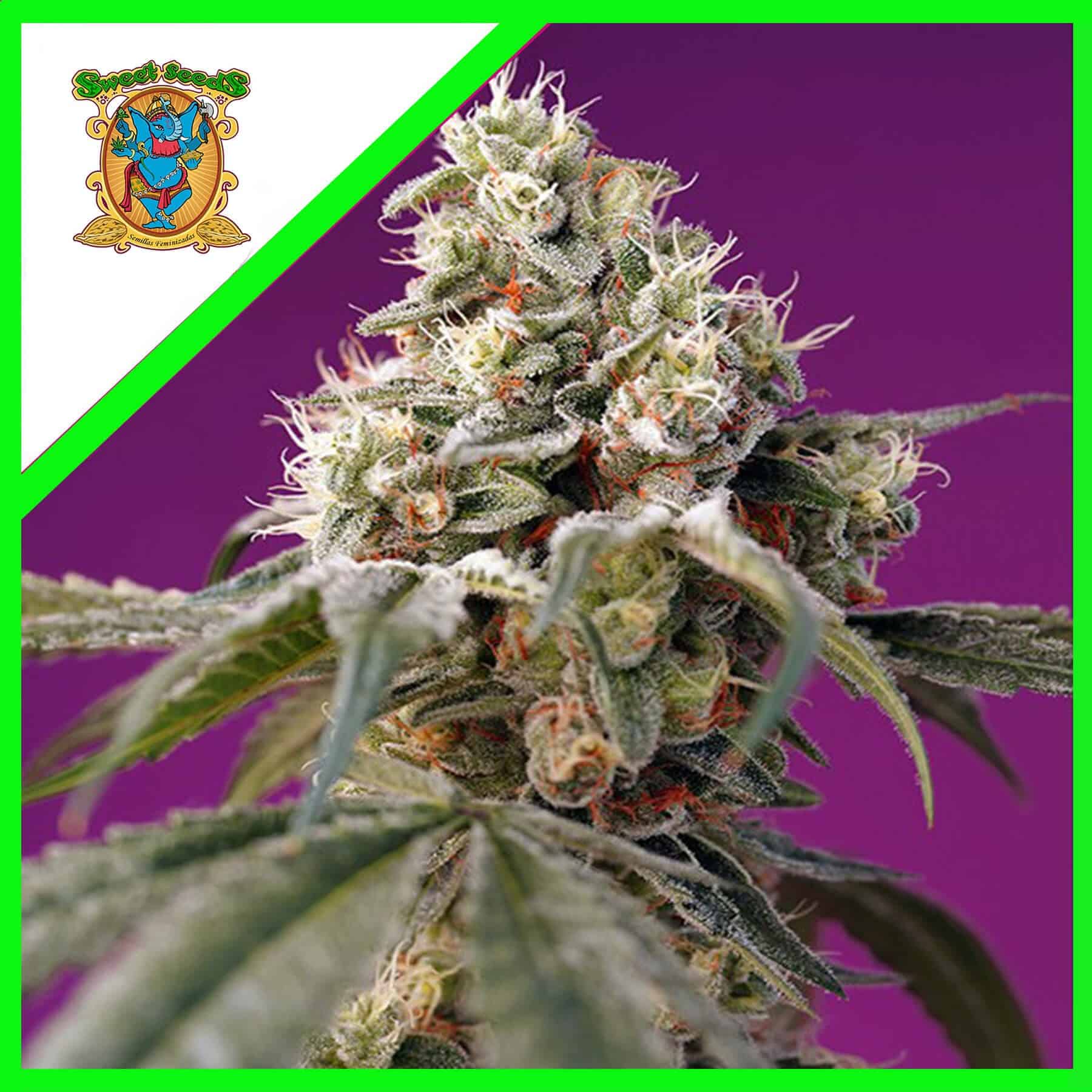 Bruce Banner Auto X25 - Sweet Seeds