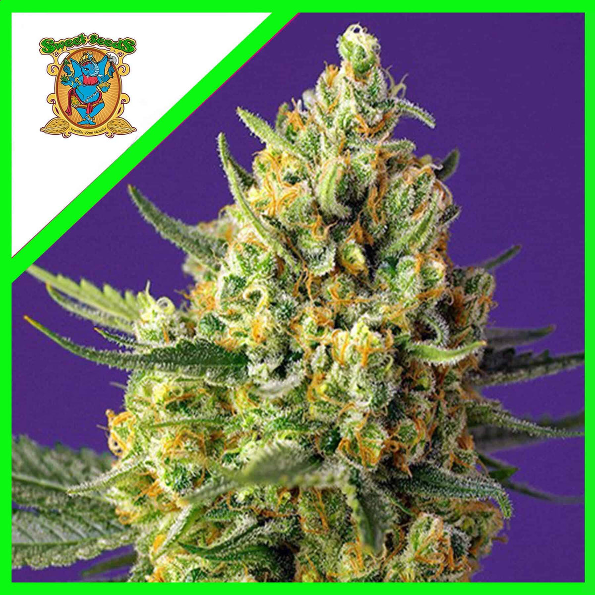 Crystal Candy Auto Xl X25 - Sweet Seeds