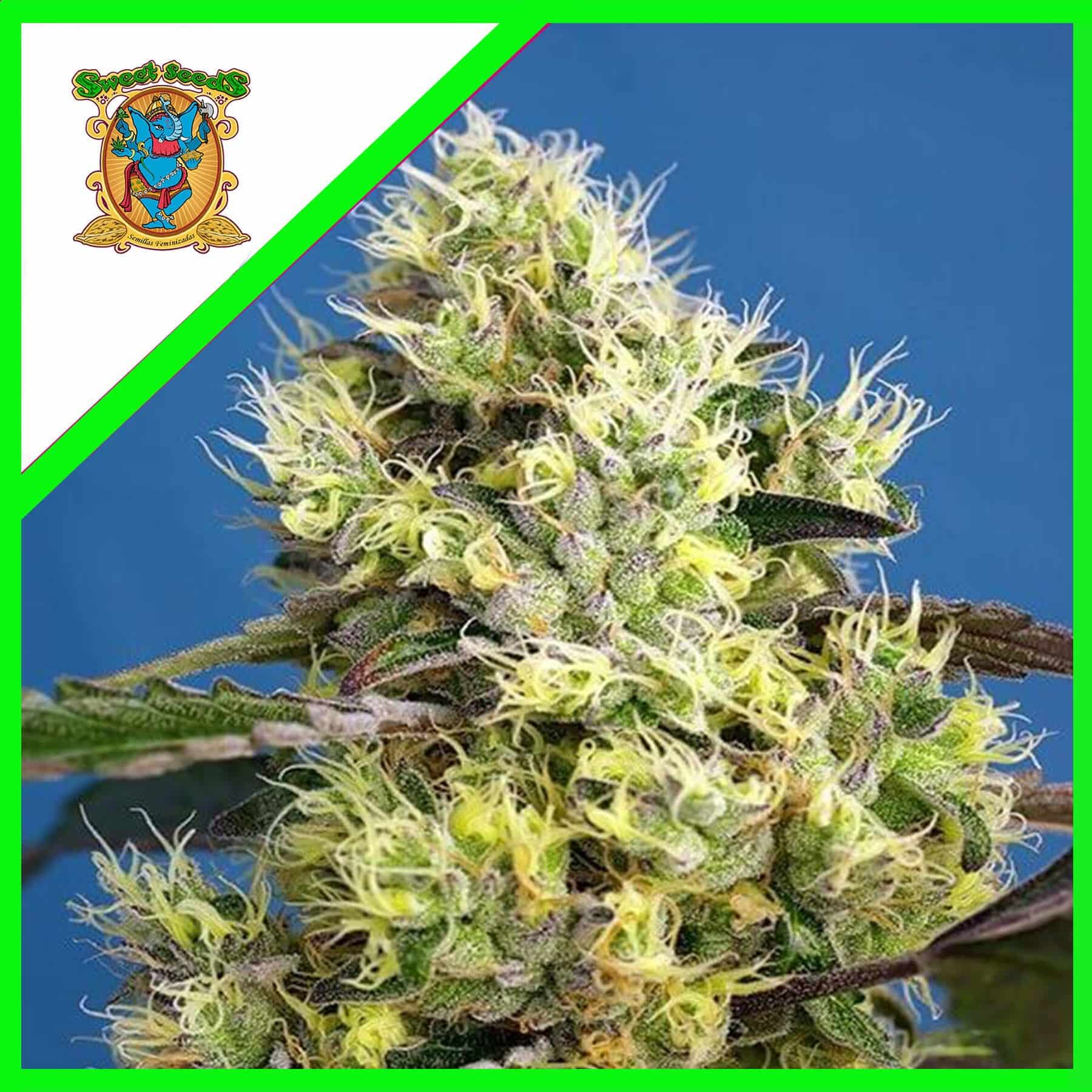 Sweet Gelato Auto X3+1 - Sweet Seeds