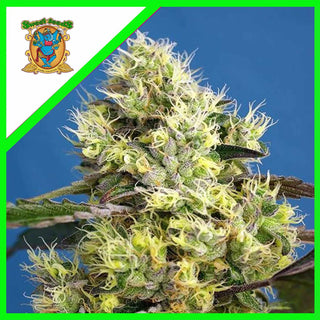 Sweet Gelato Auto X3+1 - Sweet Seeds