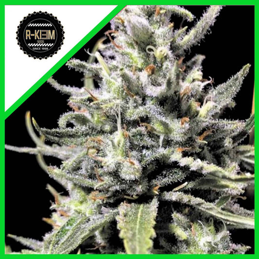 Thunder Auto X10 - Rkiem Seeds