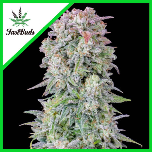 Original Afghan Kush Auto X1 - Fast Buds