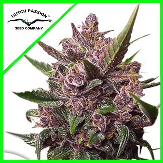 Blackberry Kush Auto X7 - Dutch Passion