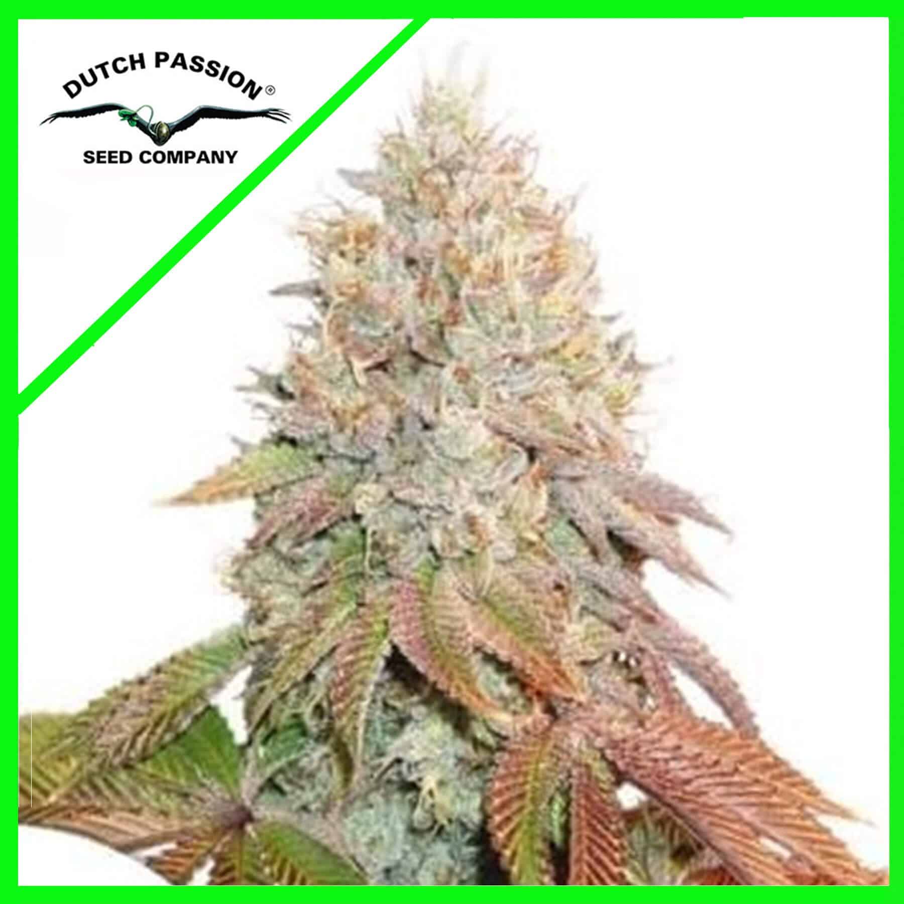 Banana Blaze Auto X100 - Dutch Passion