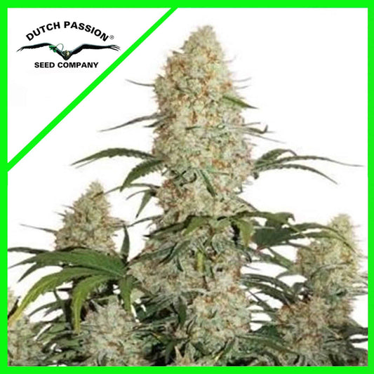 Critical Orange Punch Auto X100 - Dutch Passion