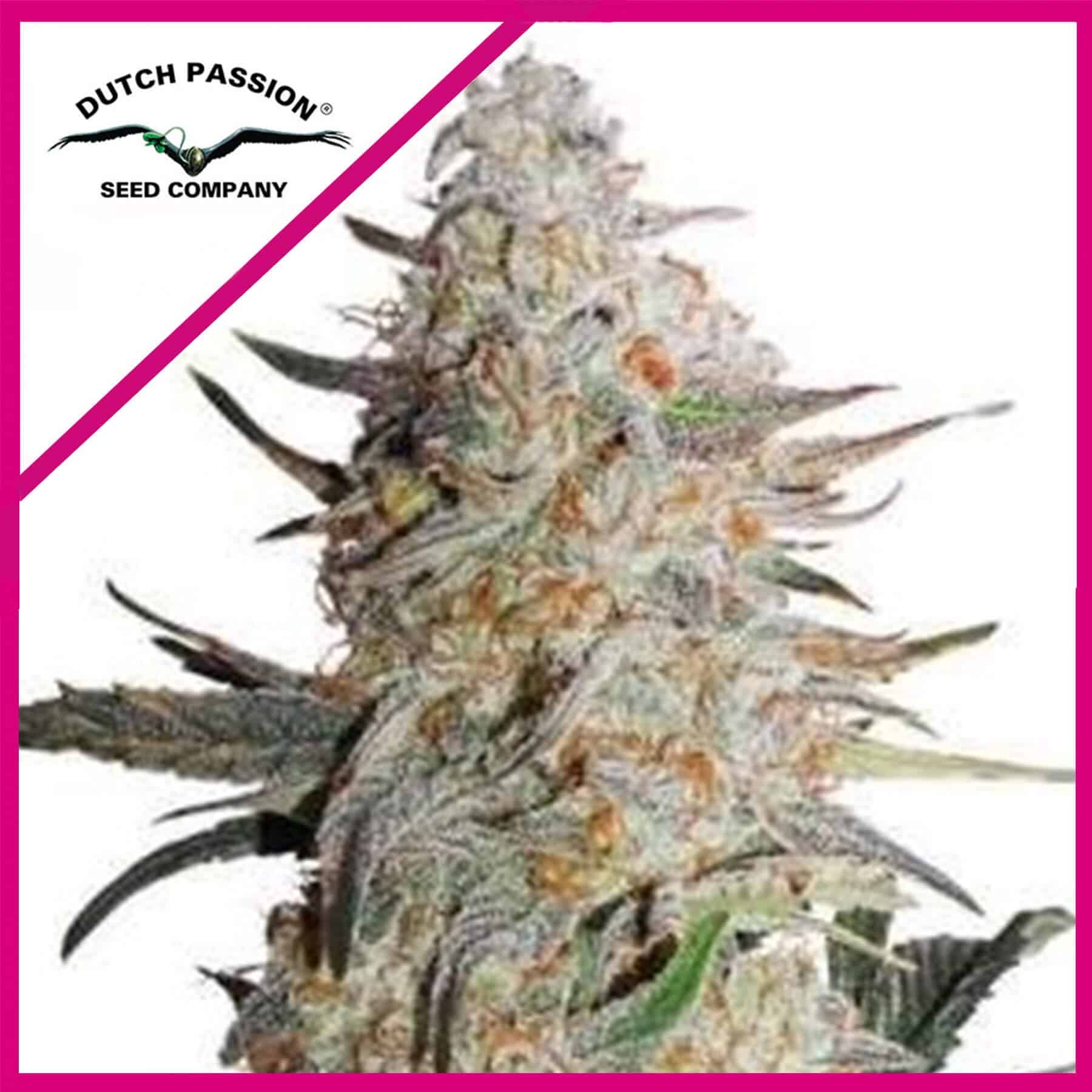Critical Orange Punch Fem X100 - Dutch Passion