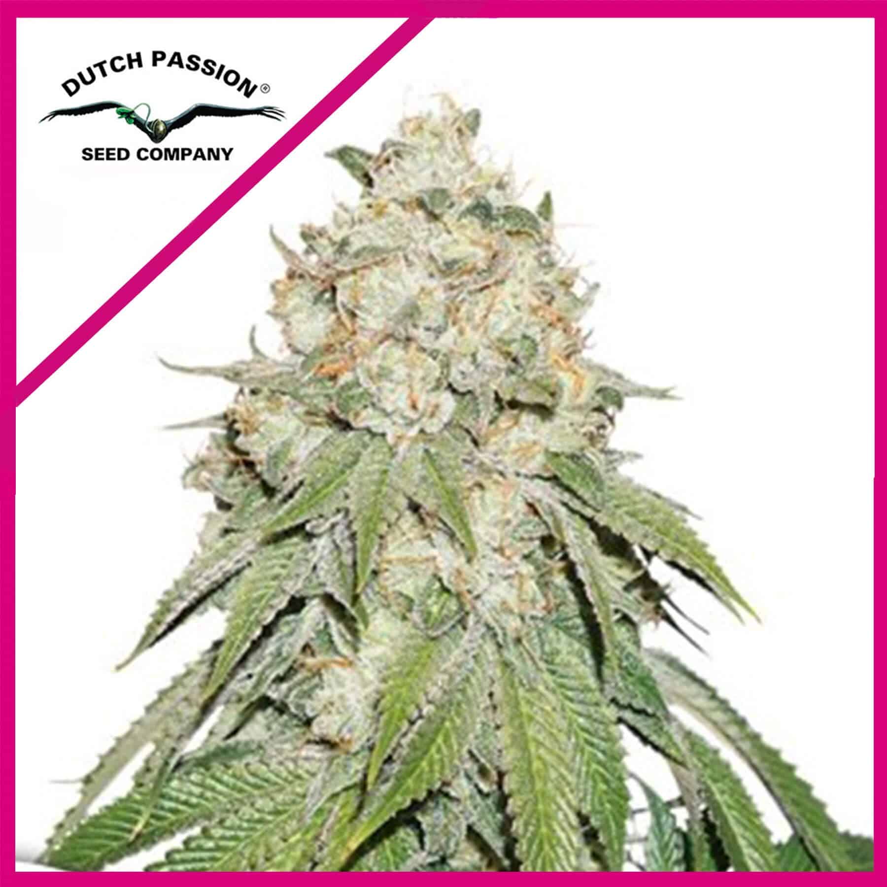 Banana Blaze Fem X100 - Dutch Passion