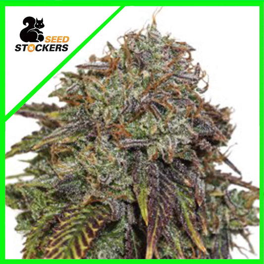 Gelato 41 Auto X3 - Seedstockers