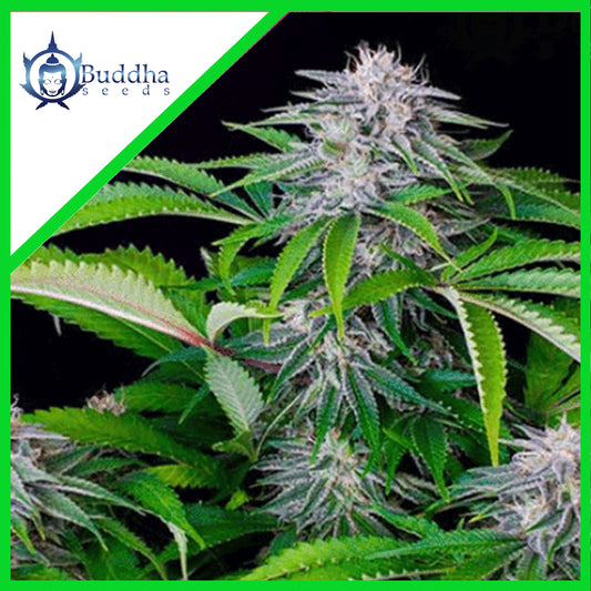 Tangie Auto X3+1 - Buddha Seeds