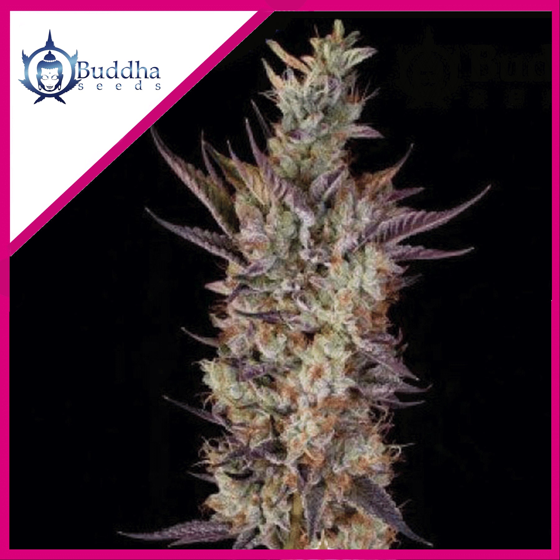 Gelato Fem X3+1 - Buddha Seeds