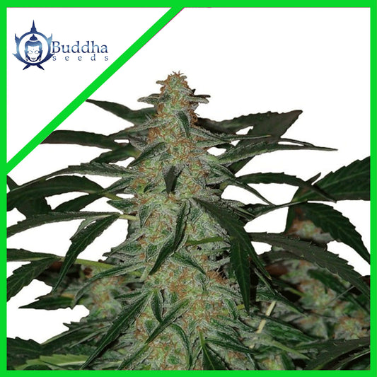 Deimos Auto X3+1 - Buddha Seeds