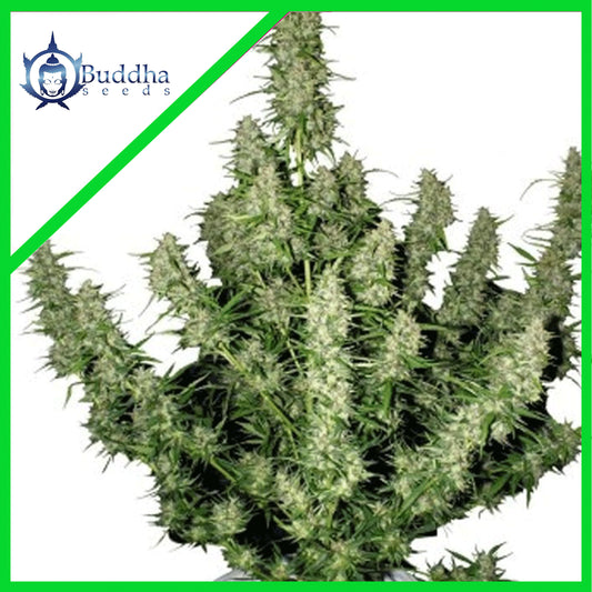 Magnum Auto X3+1 - Buddha Seeds