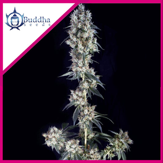 Cookie Fem X3+1 - Buddha Seeds