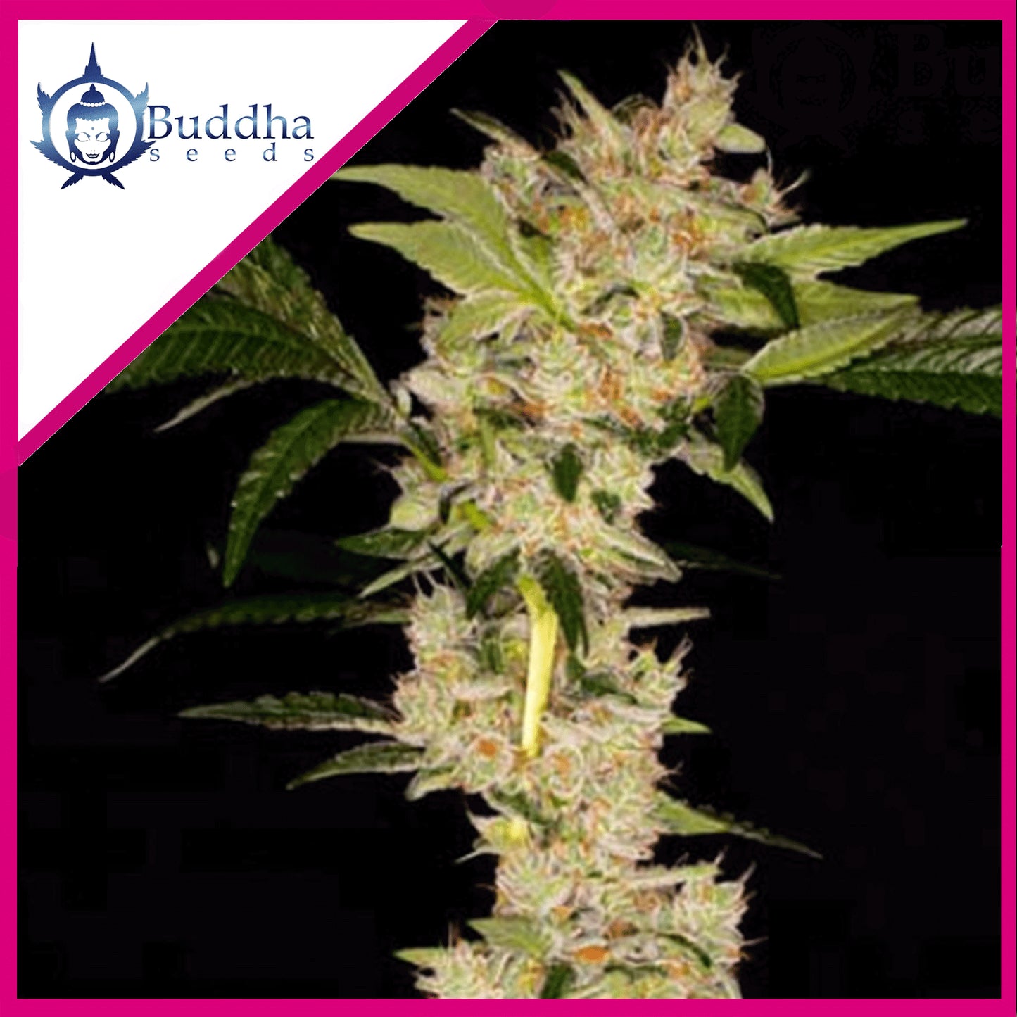 Gorila Fem X3+1 - Buddha Seeds