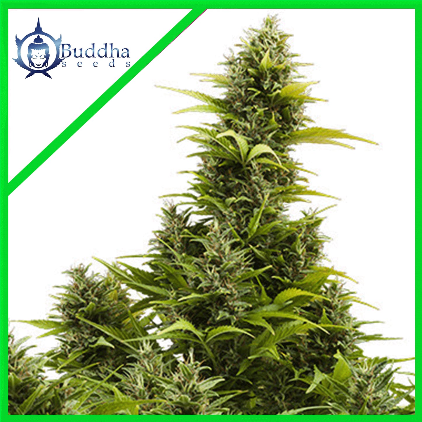 Medikit CBD Auto X3+1 - Buddha Seeds