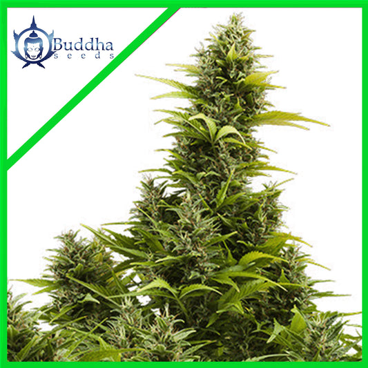 Medikit CBD Auto X3+1 - Buddha Seeds