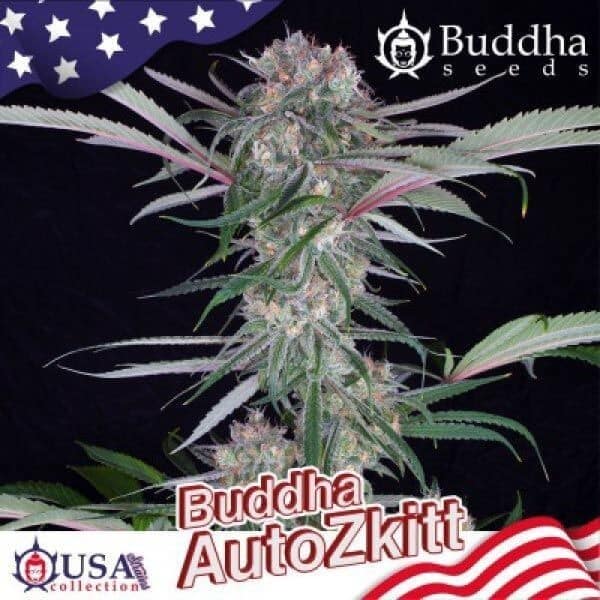 Zkitt Auto X3+1 - Buddha Seeds