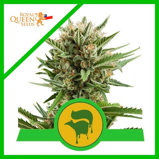 Sweet Skunk Auto X3 - Royal Queen Seeds