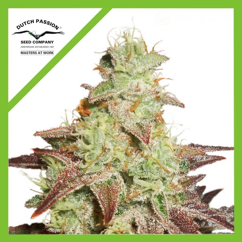 Night Queen Auto X3 - Dutch Passion