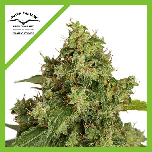 Xtreme Auto X3 - Dutch Passion