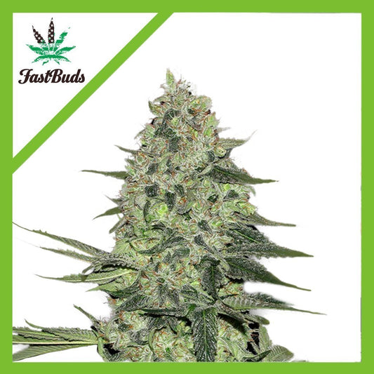 Rhino Ryder Auto X3 - Fast Buds