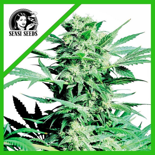 Shiva Skunk Auto X3 - Sensi Seeds