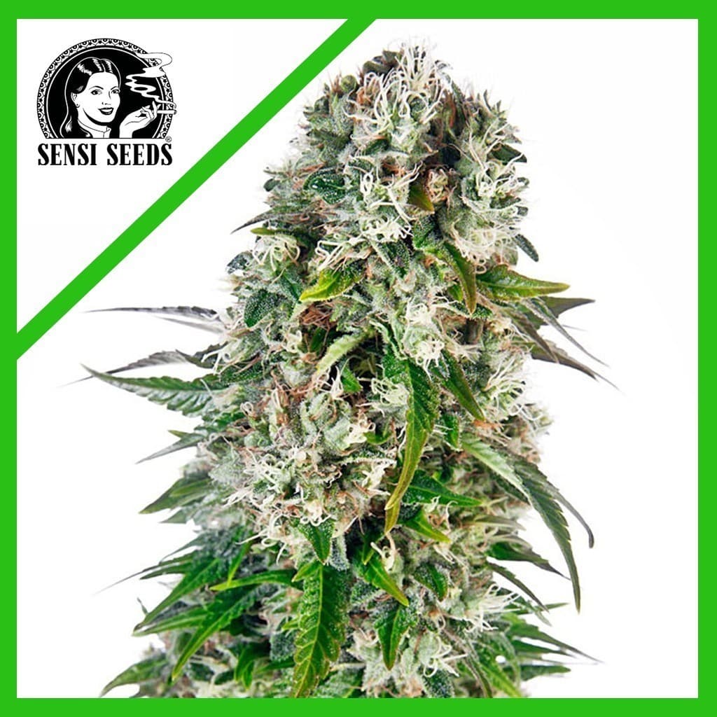 Big Bud Auto X3 - Sensi Seeds