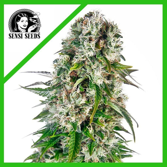 Big Bud Auto X3 - Sensi Seeds