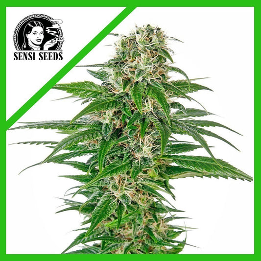 Early Skunk Auto X3 - Sensi Seeds