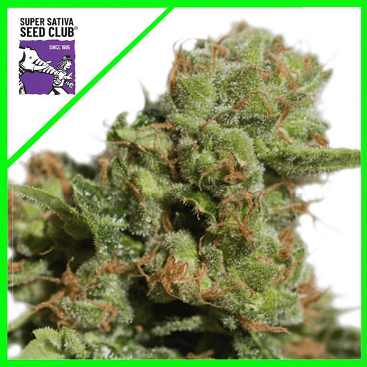 Bruce Lemon Diesel Auto X3 - Super Sativa Seed Club