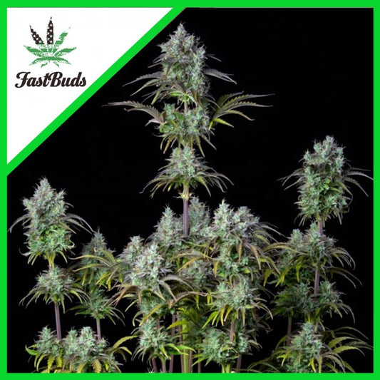 Original Bigbud Auto X1 - Fast Buds