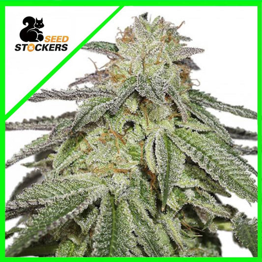 Cookies And Cream Auto X3 - Seedstockers
