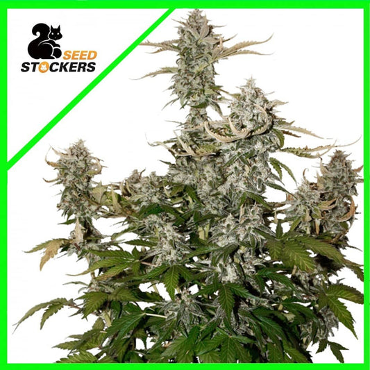 Candy Dawg Auto X3 - Seedstockers