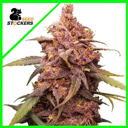 Purple Punch Auto X3 - Seedstockers