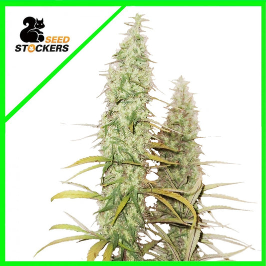 Santa Marta Haze Auto X3 - Seedstockers