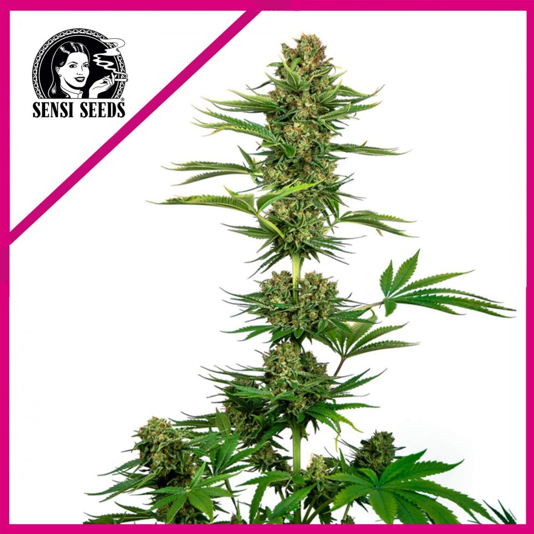 Satin Black Domina CBD Fem X3 - Sensi Seeds