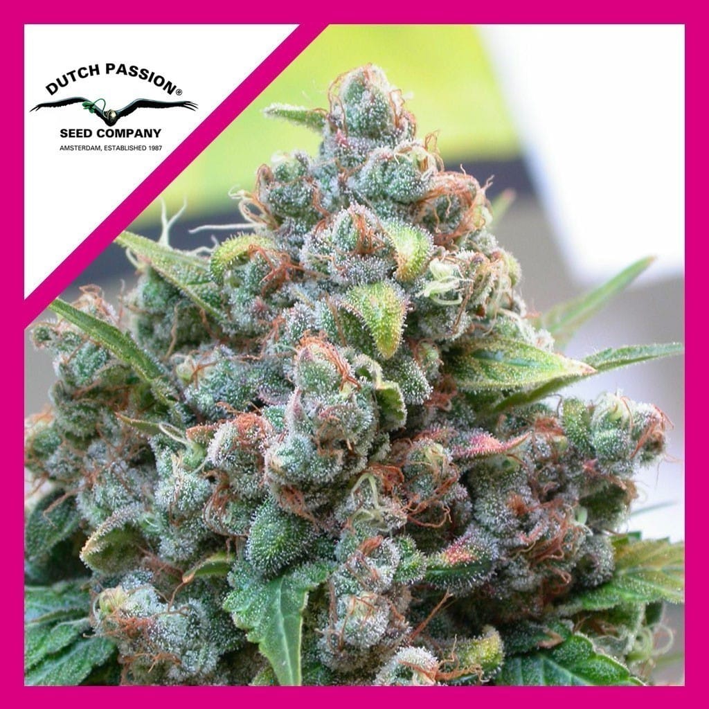 White Widow Fem X100 - Dutch Passion