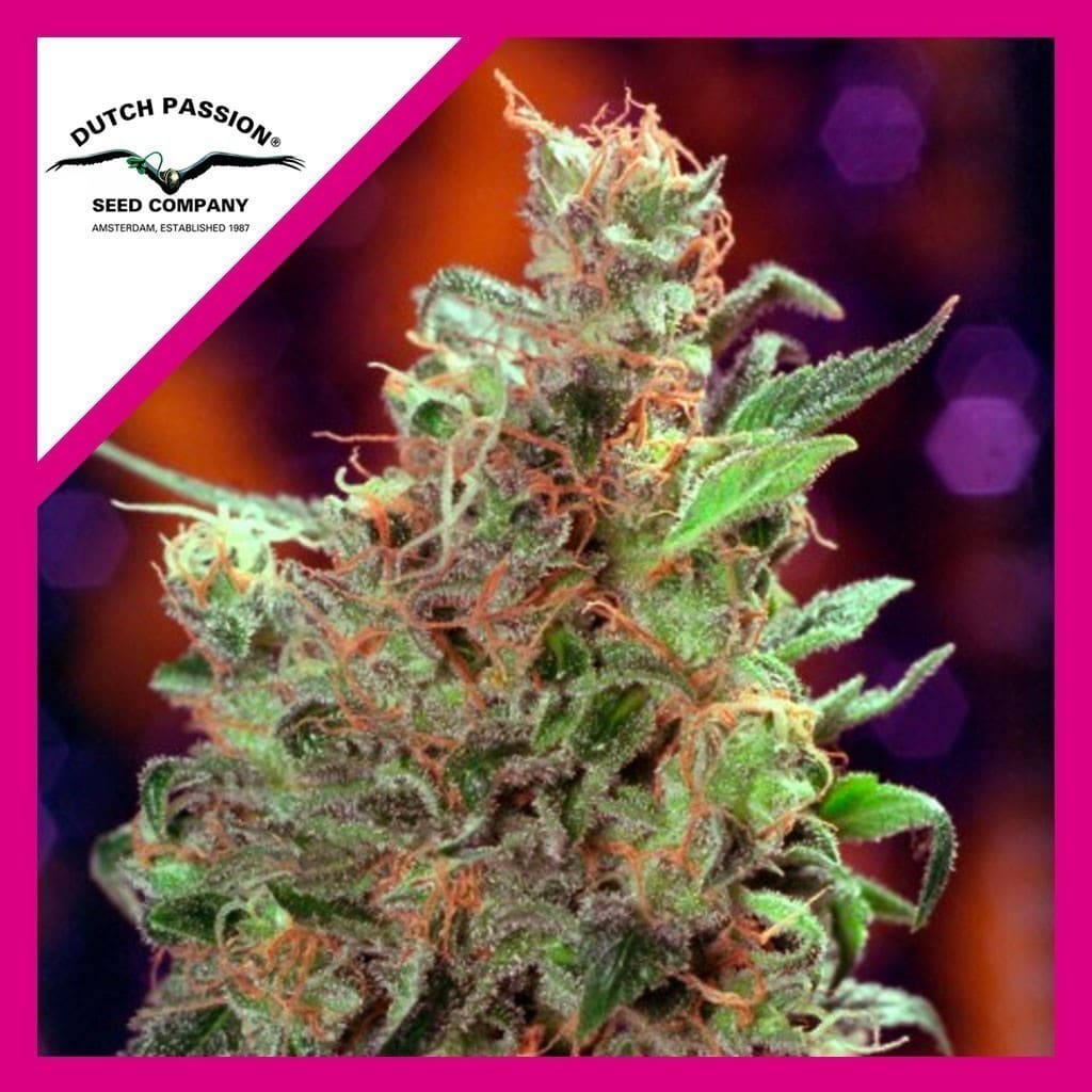 Californian Orange Fem X100 - Dutch Passion