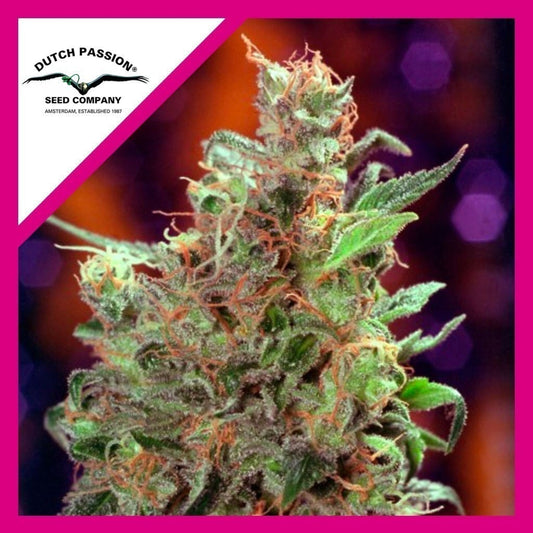 Californian Orange Fem X100 - Dutch Passion