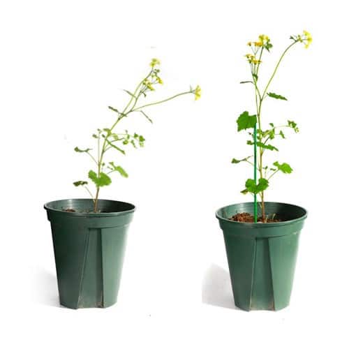 Tutores Plasticos 120CM (10 Und) - vista 2