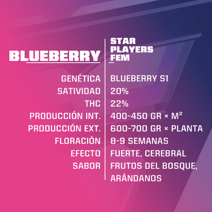 Blue Berry Fem X4 - Bsf